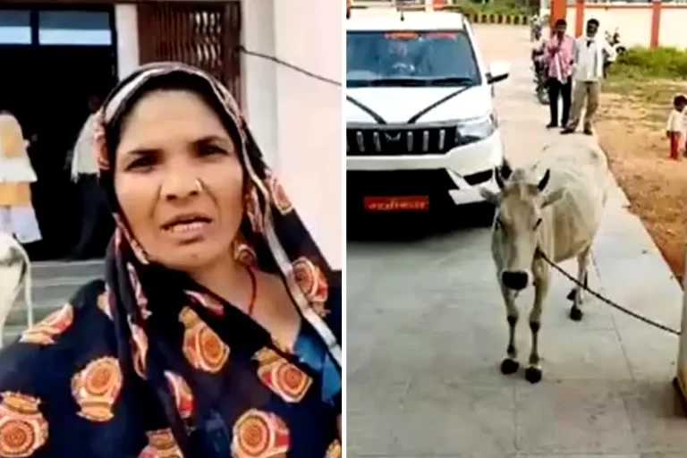रिश्वत की मांग पर महिला ने किया अजब कांड, गाय लेकर पहुंची कार्यालय, कर्मचारी हुआ फरार