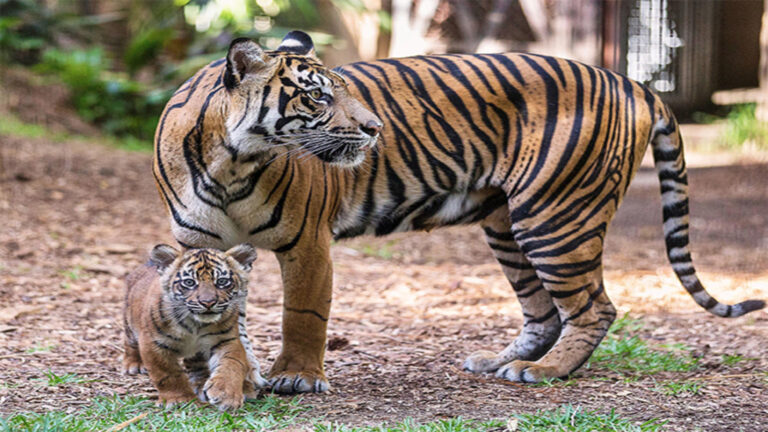 मध्य प्रदेश को मिलने जा रहा है सातवां टाइगर रिजर्व, अभी 80 से अधिक है टाइगर