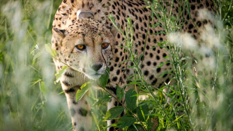 MP कूनो में चीतों को जंगल में छोड़ने के लिए एसओपी तैयार, संरक्षण प्रयास तेज