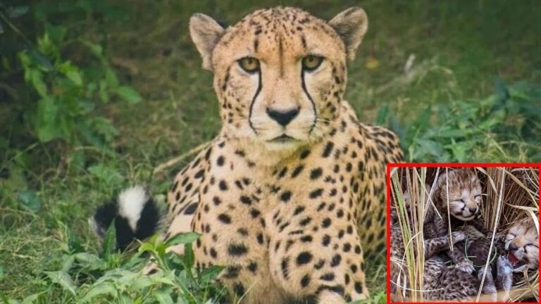 कूनो में हाल में जन्में दोनों चीता शावक मृत मिले