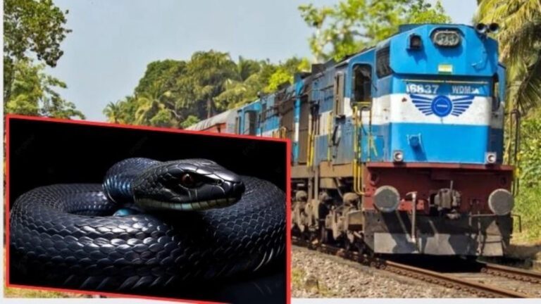 चलती ट्रेन में यात्री को सांप ने काटा, बोगी में मची हड़कंप