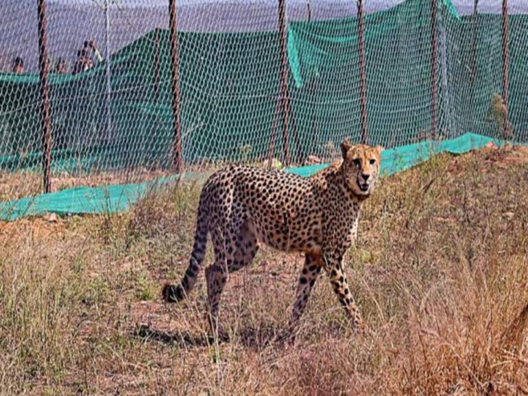 कूनो प्रबंधन में मादा चीता वीरा की बढ़ी निगरानी,  अब टीम करेंगी मॉनिटरिंग