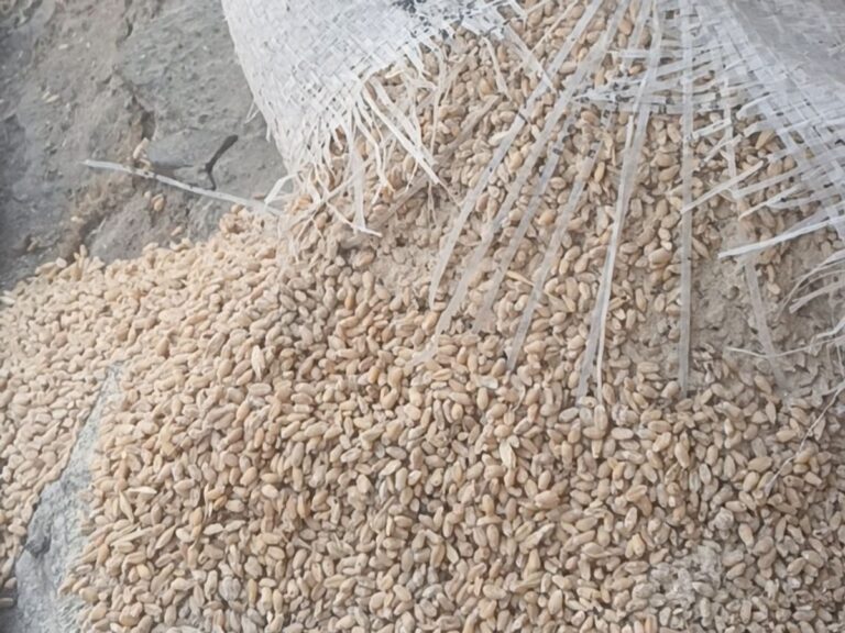 खराब हुआ करोड़ों रुपए का अनाज, वेयर हाउस संचालकों को जारी हुआ नोटिस