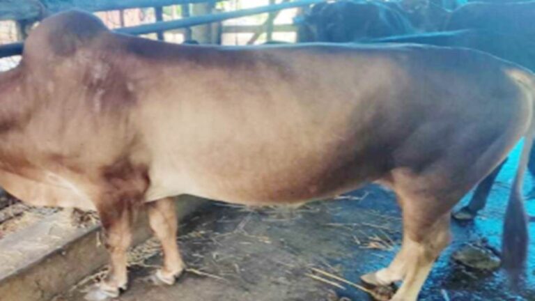 गाय के मुंह में फटा बम,  पुलिस जांच में जुटी