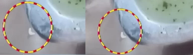 बिरयानी में निकल पड़ी इल्‍ली, होटल से ऑनलाइन मंगाई थी बिरयानी