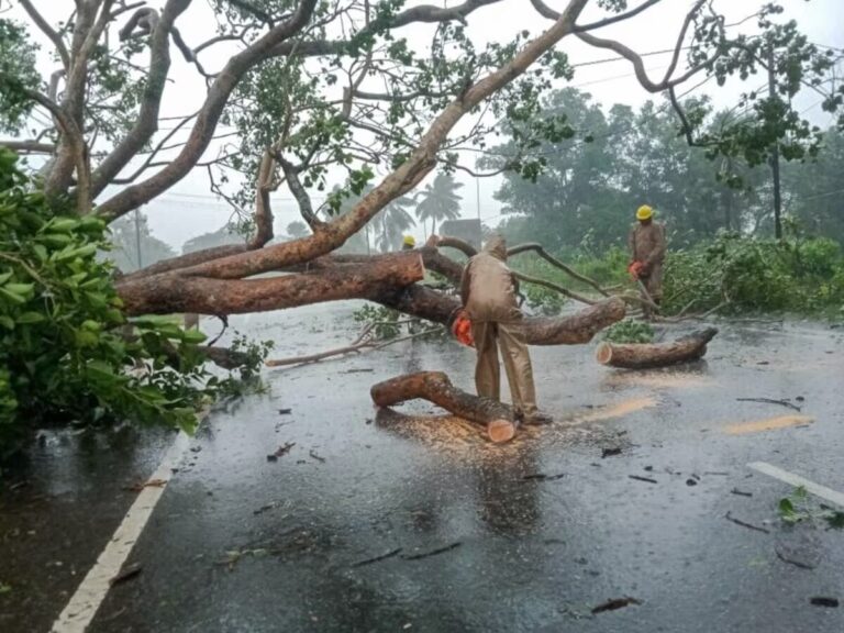 MP में काटे जाएंगे 3 हजार पेड़, वजह बनी ये