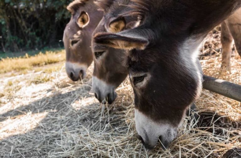गधी के दूध की बढ़ी डिमांड, इतने रुपए किलो बीच रहा दूध