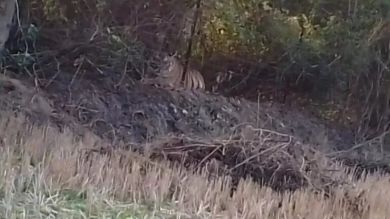 हाथियों और बाघ की दशहत, बंद कराने पड़े स्कूल और हाट बाजार
