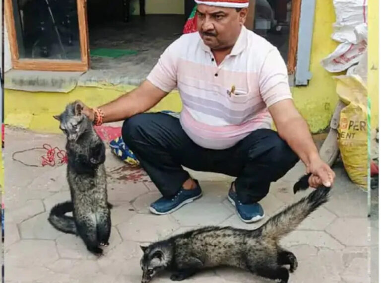 मेडिकल कॉलेज में मिले दो कबर बिज्जू, डॉक्टर के उड़े होश