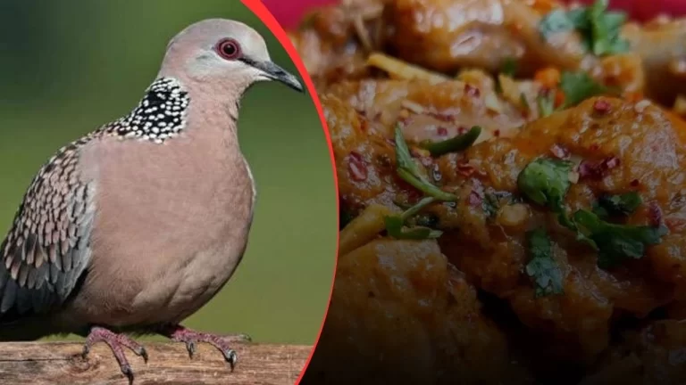 12 फाख्ता पक्षियों का किया शिकार, छह लोग हुए गिरफ्तार