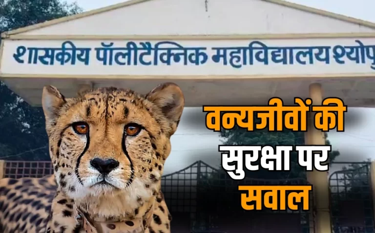 कुनो नेशनल पार्क से भागा चीता, श्योपुर कॉलेज के पास आया, मचा हड़कंप