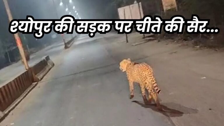कलेक्ट्रेट कार्यालय के बाहर पहुंचा चीता, श्योपुर के जंगल से फरार