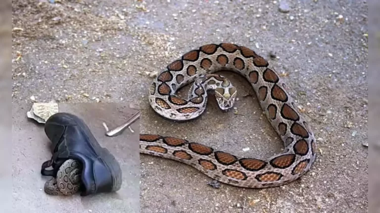 जूते से निकला जहरीला रसेल वाइपर, बाल-बाल बचा मासूम