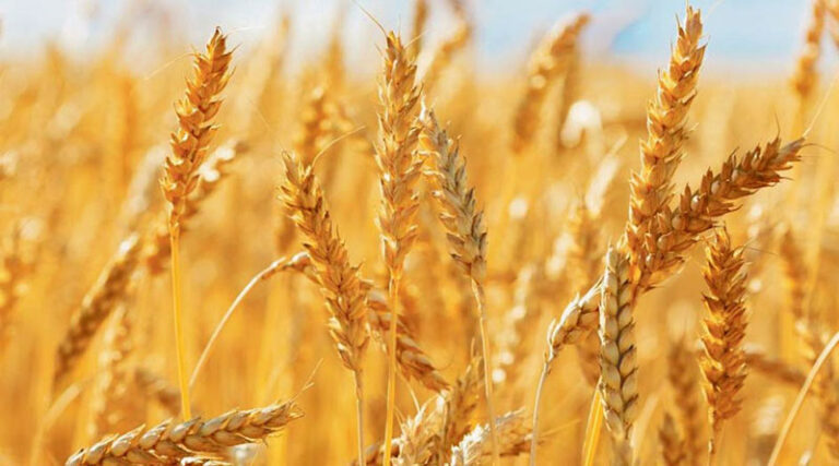 मध्‍य प्रदेश में समर्थन मूल्य पर गेहूं खरीदने को इस दिन से होगा किसानों का रजिस्‍ट्रेशन