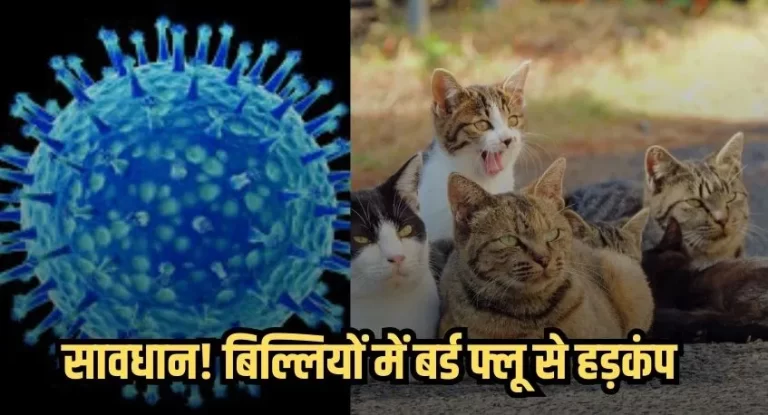 बिल्लियों में बर्ड फ्लू की पुष्टि, चिकन-मटन बिक्री पर रोक, कलेक्टर ने दिए आदेश