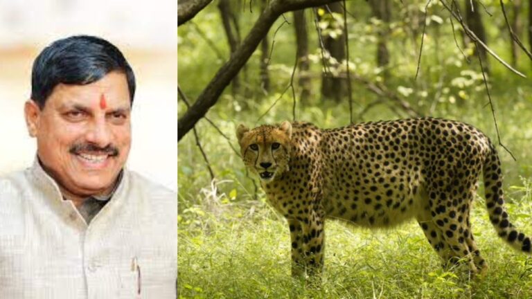 CM मोहन यादव कूनो में 5 चीतों को करेंगे जंगल में आजाद