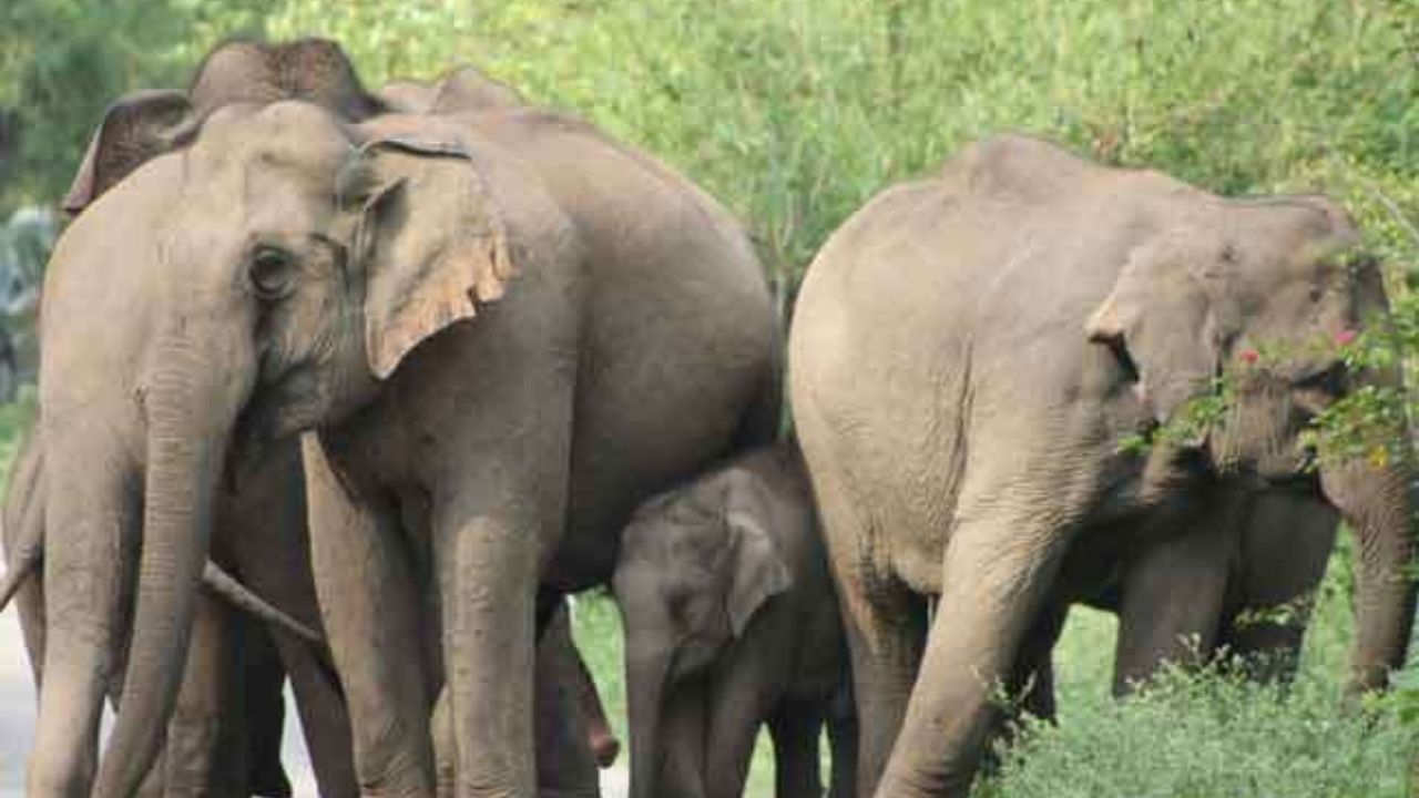 MP News: हाथियों को मिला 'आधार'! कान्हा के दिग्गज अब बनेंगे DNA से पहचाने जाने वाले जीव