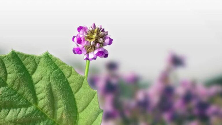 Bakuchi Miraculous Herb of Ayurveda: सफेद दाग और सोरायसिस का दुश्मन है बकुची, जानिए कैसे करें उपयोग