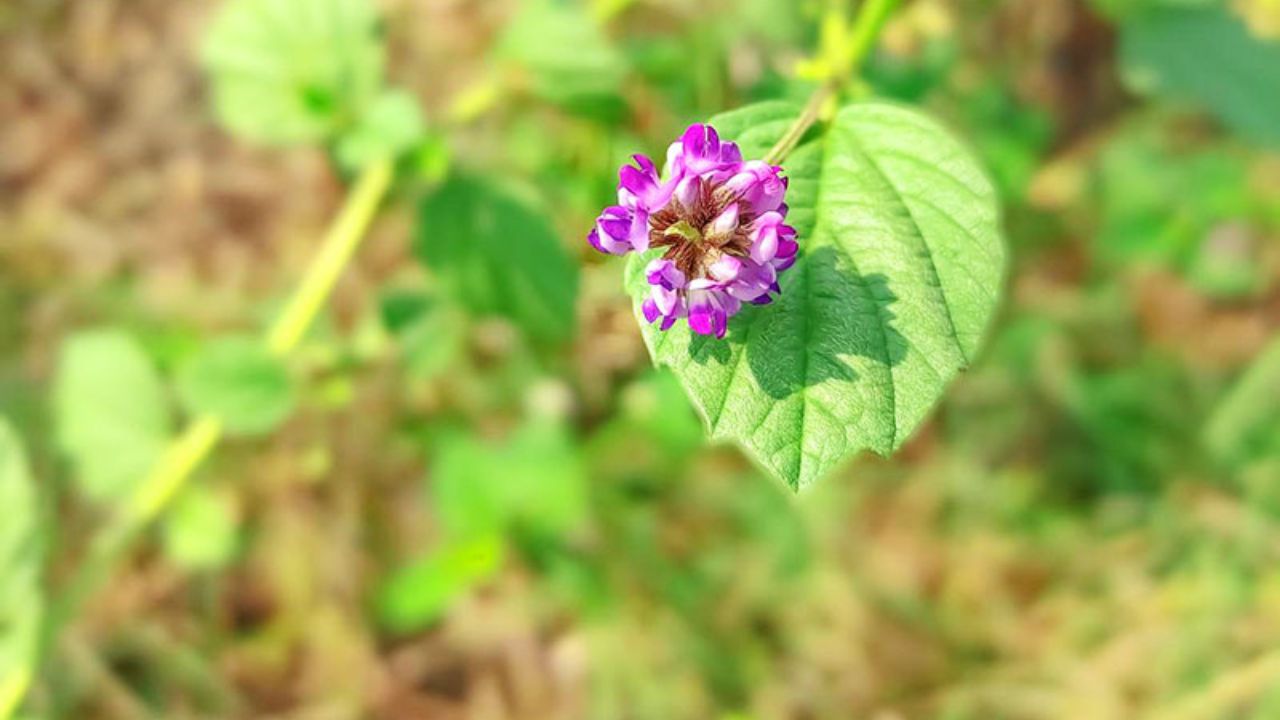 Bakuchi Miraculous Herb of Ayurveda: सफेद दाग और सोरायसिस का दुश्मन है बकुची, जानिए कैसे करें उपयोग