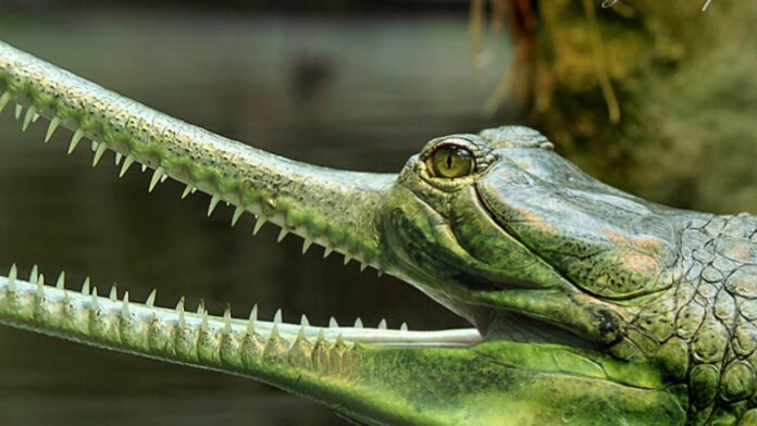 Morena alligator smuggling case: मध्यप्रदेश के मुरैना जिले के जौरा कस्बे में वन विभाग और पुलिस की संयुक्त कार्रवाई में घड़ियालों की तस्करी कर रहे तीन तस्करों को गिरफ्तार किया गया है। इन तस्करों के पास से 30 घड़ियाल बरामद हुए हैं। यह सभी छोटे-छोटे घड़ियाल थे जिन्हें एक कार में पान मसाले के डिब्बों के नीचे छिपाकर ले जाया जा रहा था।