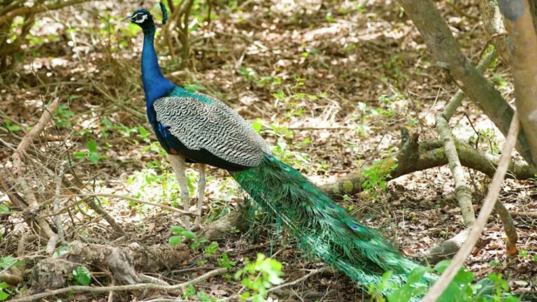 MP News: 11 मोरों की रहस्यमयी मौत से झाबुआ में हड़कंप, ज़हर या साज़िश?