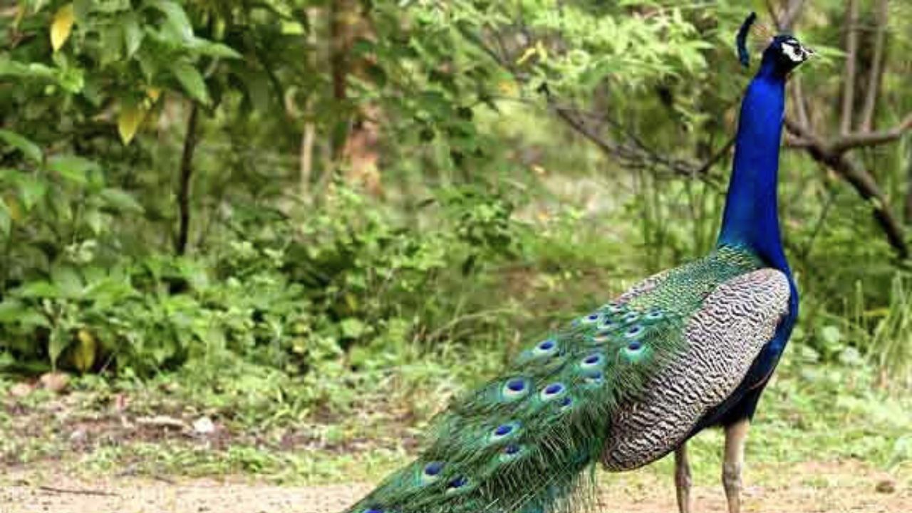 MP News: 11 मोरों की रहस्यमयी मौत से झाबुआ में हड़कंप, ज़हर या साज़िश?