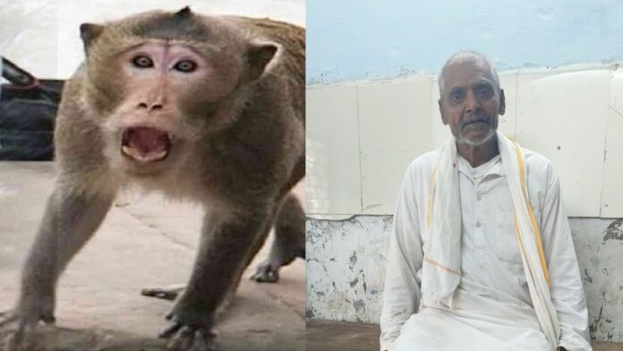 Monkey Curfew in Ratlam: रतलाम के गांव में बंदर बना आतंक का कारण! गांव में लगा अघोषित कर्फ्यू, गांव में फैला सन्नाटा और लाचार वन विभाग