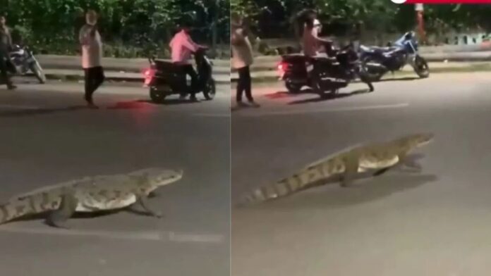 Gujarat: खतरनाक मगरमच्छ की सड़क पर एंट्री से फैली सनसनी! मगरमच्छ बना वडोदरा की रात का हीरो