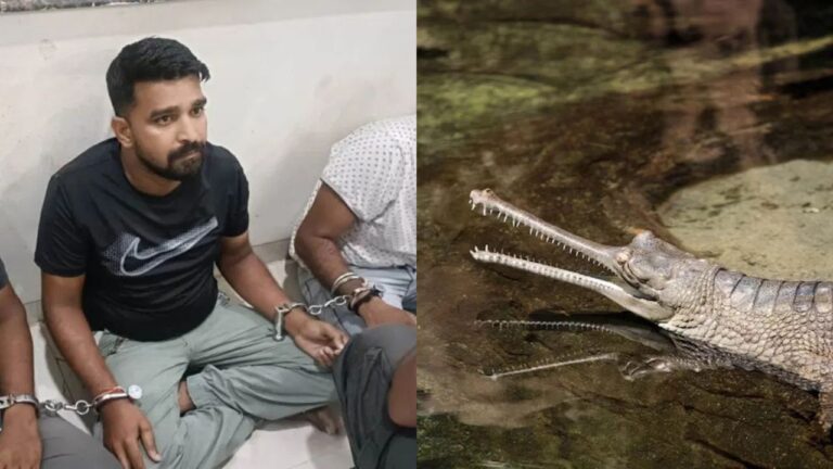 MP News: चंबल नदी से 30 घड़ियालों की तस्करी नाकाम! मुरैना में तीन तस्कर गिरफ्तार