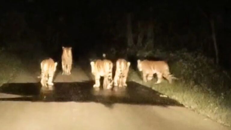 MP News: सीनी में सड़क पर दिखी बाघिन और उसके चार शावक! जंगल से आई यह मनमोहक झलक