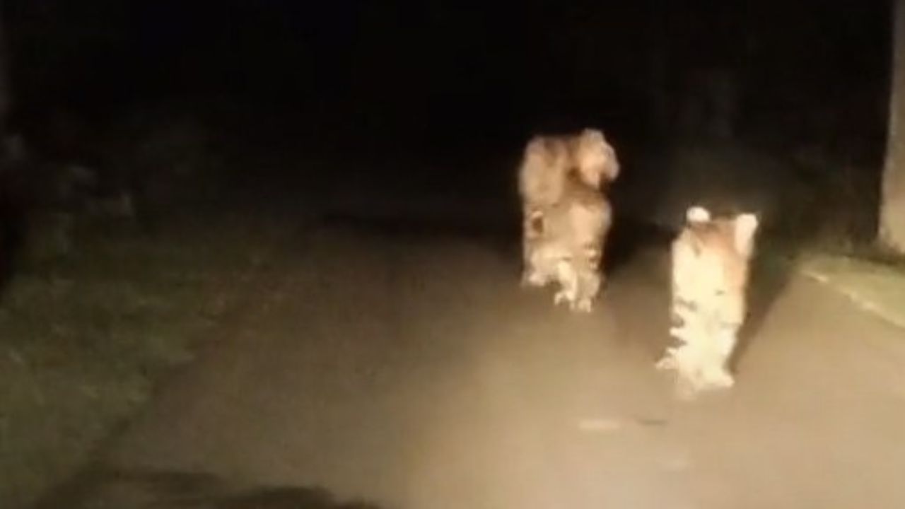 MP News: सीनी में सड़क पर दिखी बाघिन और उसके चार शावक! जंगल से आई यह मनमोहक झलक