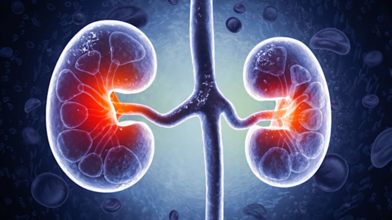 Kidney Damage: किडनी फेल होने से पहले देता है ये 5 संकेत! जानिए खुद को कैसे बचाएं