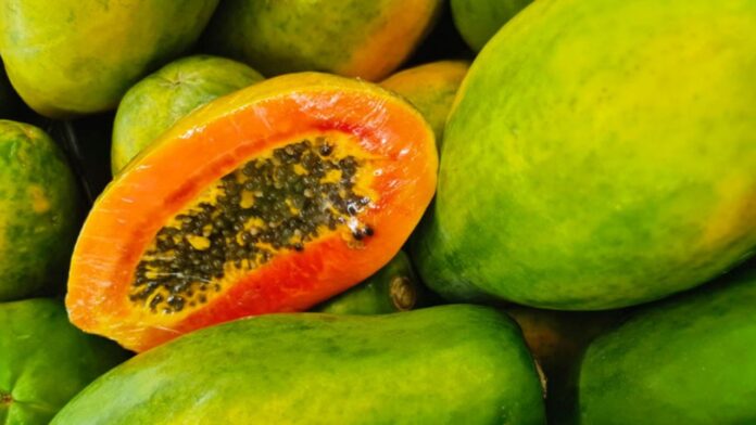 Long vs Round Papaya: पपीता खरीदने से लेकर खाने तक की पूरी जानकारी! जानिए कौन सा पपीता होता है ज्यादा मीठा और फायदेमंद