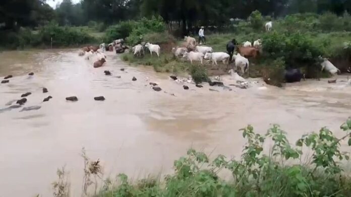 MP News: मध्यप्रदेश के मैहर से आई दर्दनाक तस्वीर! नाले में बहे सैकड़ों मवेशी, वीडियो ने उड़ा दी प्रशासन की नींद