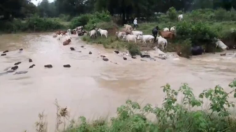 MP News: मध्यप्रदेश के मैहर से आई दर्दनाक तस्वीर! नाले में बहे सैकड़ों मवेशी, वीडियो ने उड़ा दी प्रशासन की नींद