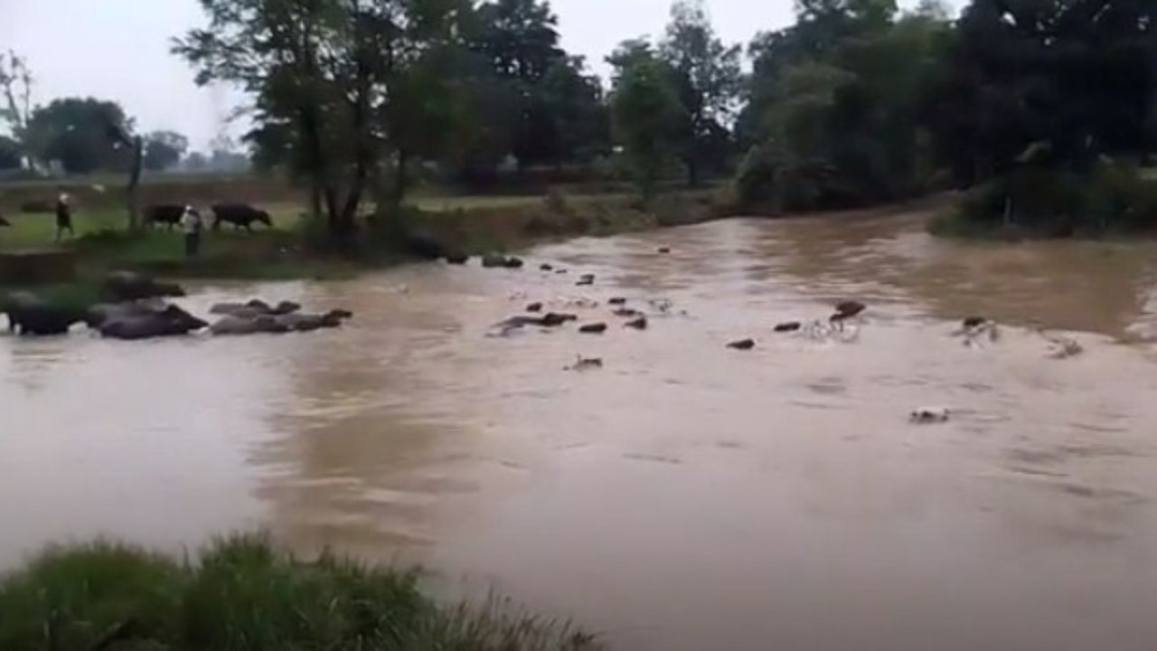 MP News: मध्यप्रदेश के मैहर से आई दर्दनाक तस्वीर! नाले में बहे सैकड़ों मवेशी, वीडियो ने उड़ा दी प्रशासन की नींद