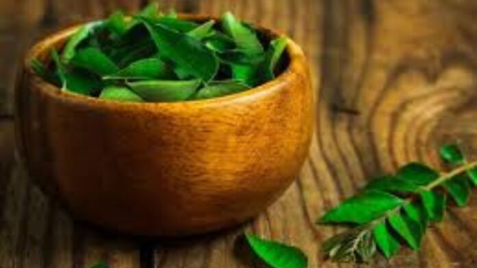 Curry leaves water:बदलते मौसम में सर्दी, खांसी और वायरल का खतरा बढ़ जाता है और इसकी सबसे बड़ी वजह होती है कमजोर इम्युनिटी। ऐसे में अगर आप भी अपनी प्रतिरोधक क्षमता को मजबूत करना चाहते हैं तो करी पत्ते का पानी आपके लिए चमत्कारी इलाज साबित हो सकता है। यह नेचुरल ड्रिंक न सिर्फ आपकी इम्युनिटी को बूस्ट करता है बल्कि पूरे शरीर को स्वस्थ बनाए रखने में मदद करता है।