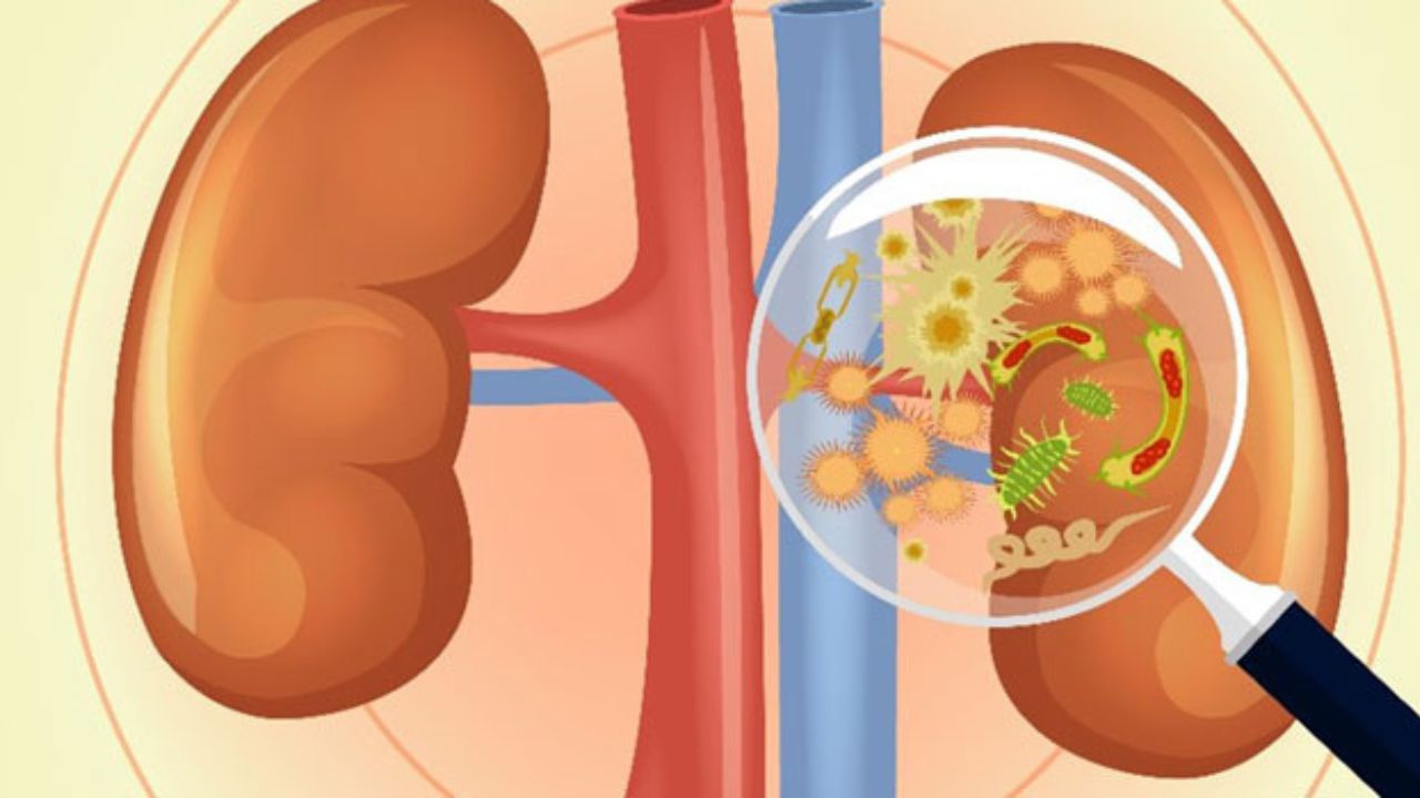 Kidney Infection: महिलाओं में क्यों तेजी से फैलता है किडनी इंफेक्शन? इन आदतों से रहेंगे संक्रमण से कोसों दूर