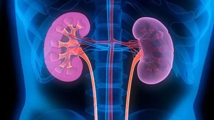 Kidney Infection: महिलाओं में क्यों तेजी से फैलता है किडनी इंफेक्शन? इन आदतों से रहेंगे संक्रमण से कोसों दूर