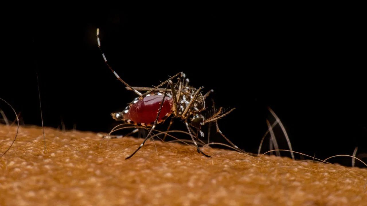 Chikungunya: मच्छरों से फैलने वाली बीमारी जो जोड़ो में लाती है दर्द! जानिए इसके कारण और बचाव