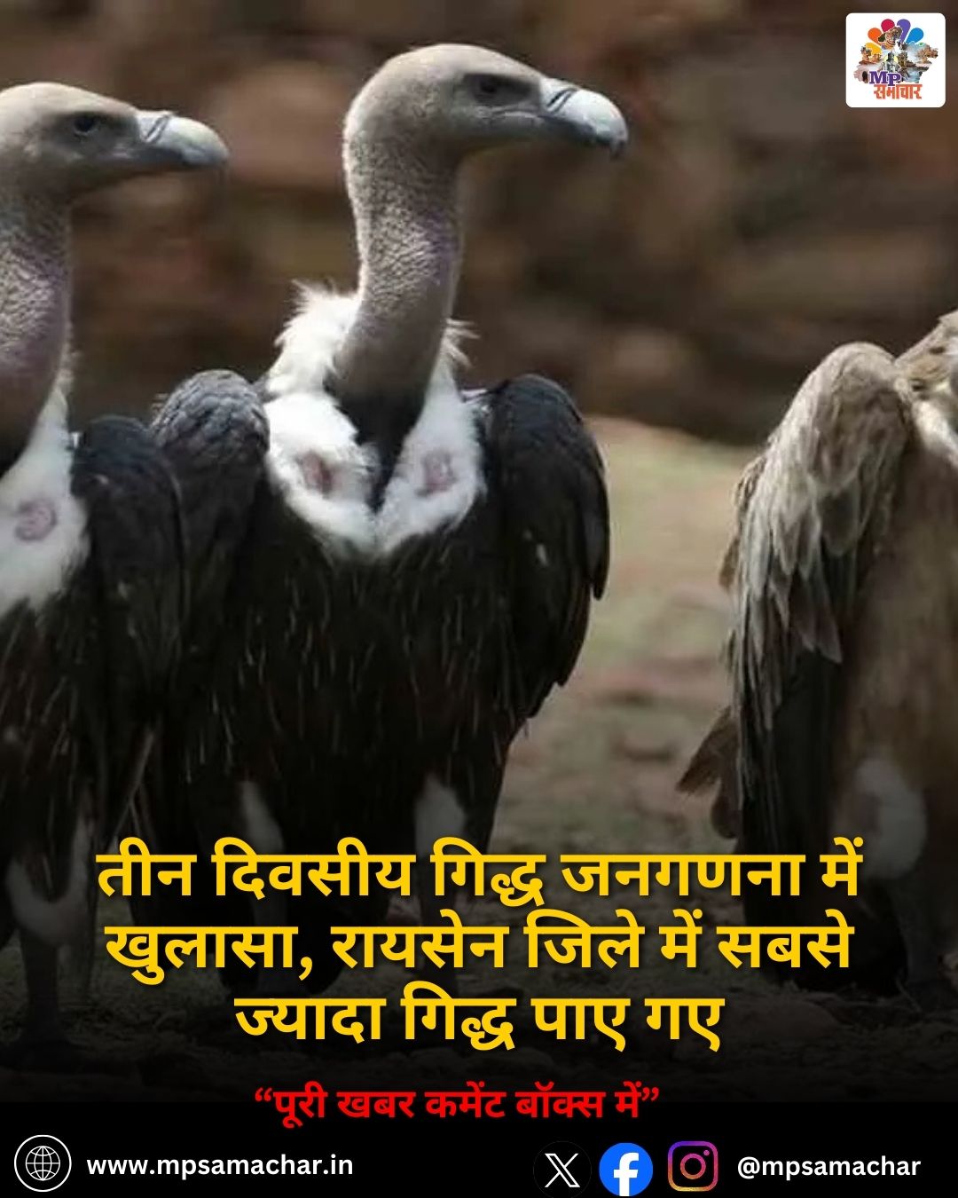 MP News: तीन दिवसीय गिद्ध जनगणना में खुलासा, रायसेन जिले में सबसे ज्यादा गिद्ध पाए गए