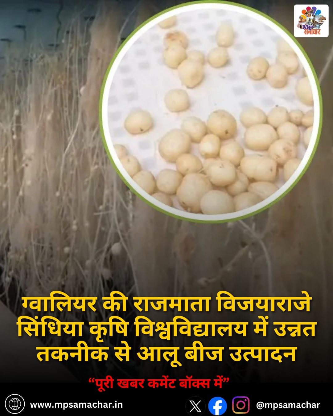 MP News: ग्वालियर की राजमाता विजयाराजे सिंधिया कृषि विश्वविद्यालय में उन्नत तकनीक से आलू बीज उत्पादन