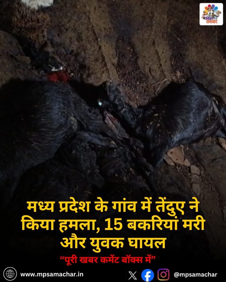 MP News: मध्य प्रदेश के गांव में तेंदुए ने किया हमला, 15 बकरियां मरी और युवक घायल