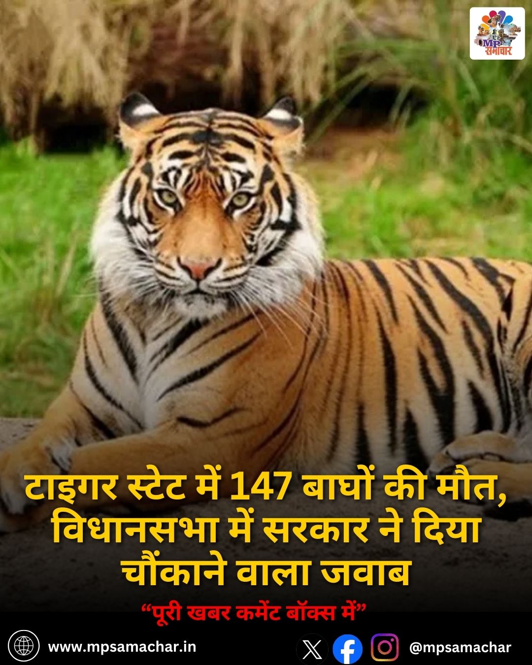MP News: टाइगर स्टेट में 147 बाघों की मौत, विधानसभा में सरकार ने दिया चौंकाने वाला जवाब