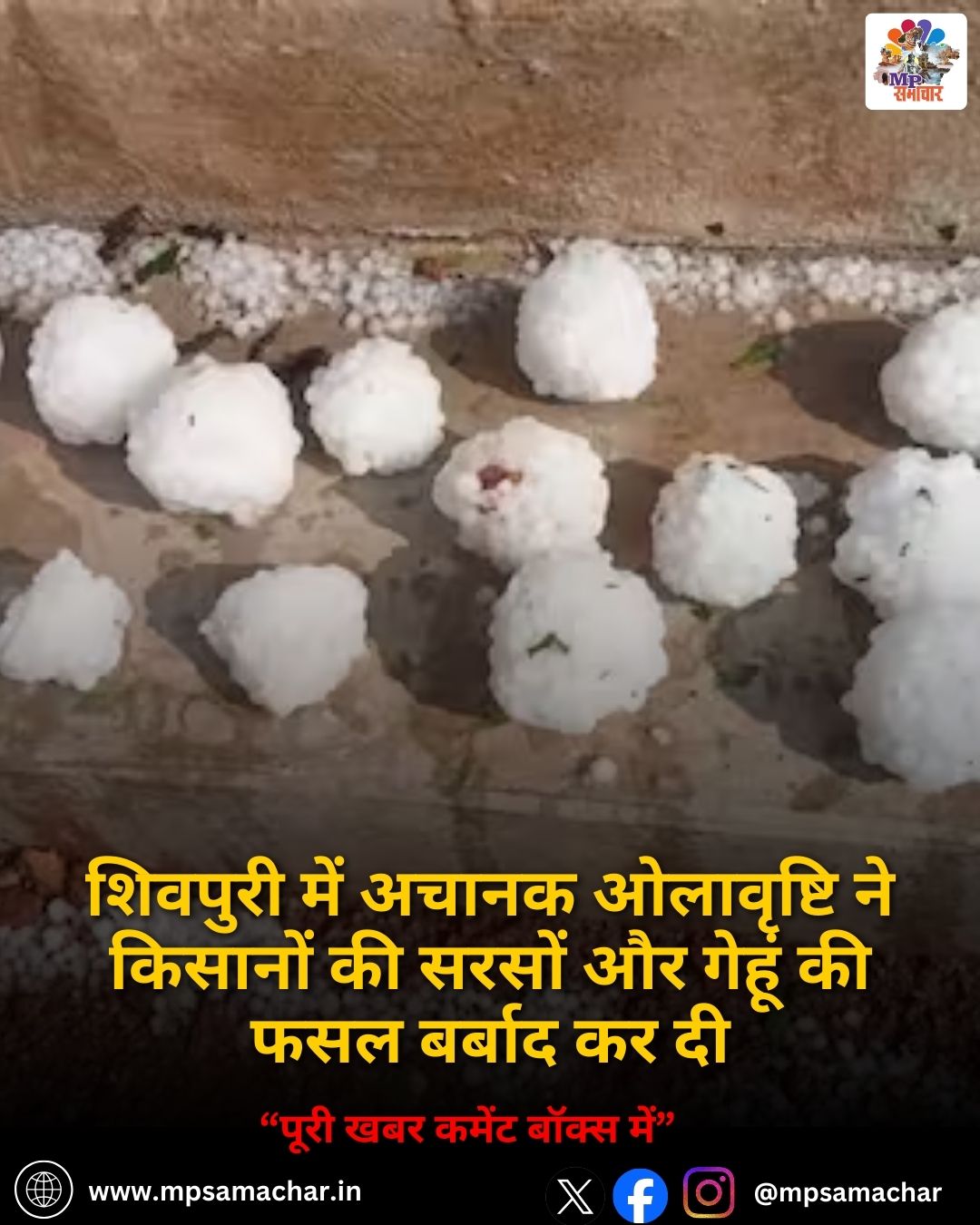 MP News: शिवपुरी में अचानक ओलावृष्टि ने किसानों की सरसों और गेहूं की फसल बर्बाद कर दी