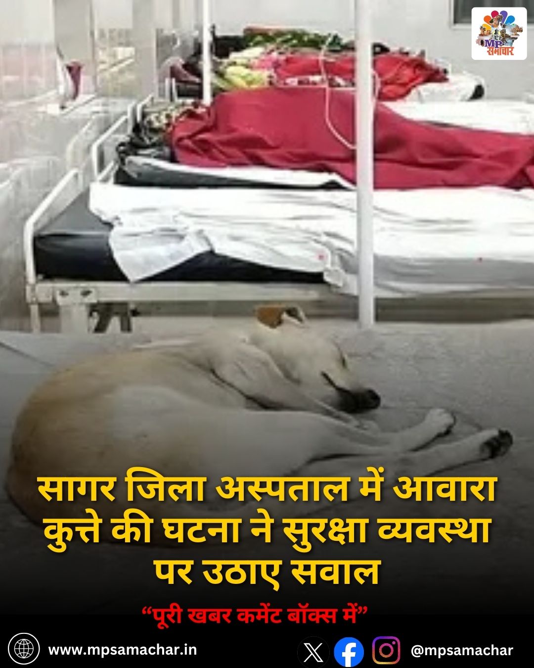 MP News: सागर जिला अस्पताल में आवारा कुत्ते की घटना ने सुरक्षा व्यवस्था पर उठाए सवाल