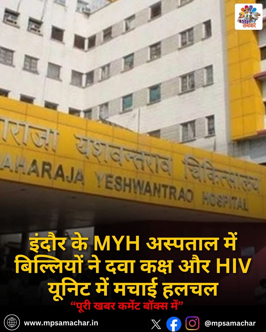 MP News: इंदौर के MYH अस्पताल में बिल्लियों ने दवा कक्ष और HIV यूनिट में मचाई हलचल