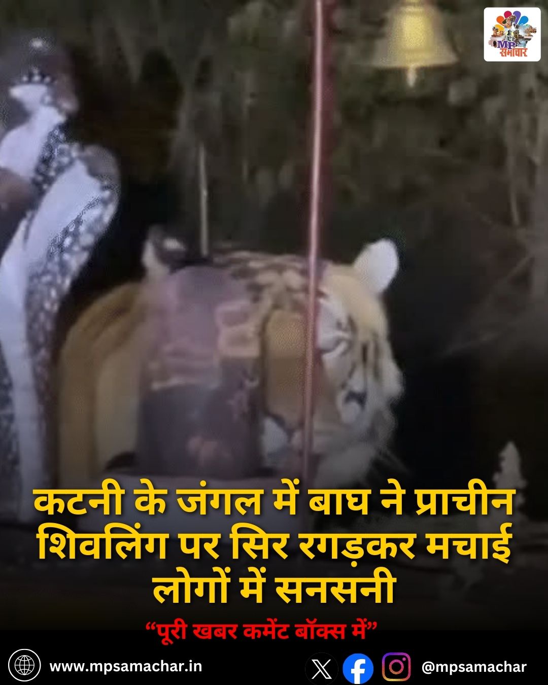 MP News: कटनी के जंगल में बाघ ने प्राचीन शिवलिंग पर सिर रगड़कर मचाई लोगों में सनसनी