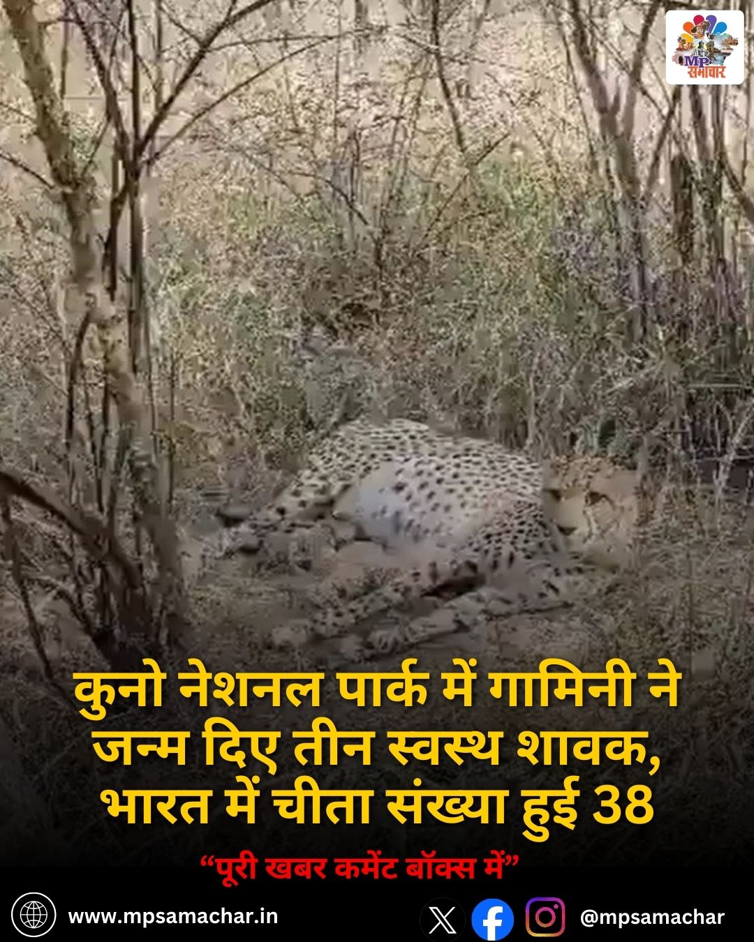 Kuno National Park Cheetah Birth: कुनो नेशनल पार्क में गामिनी ने जन्म दिए तीन स्वस्थ शावक, भारत में चीता संख्या हुई 38