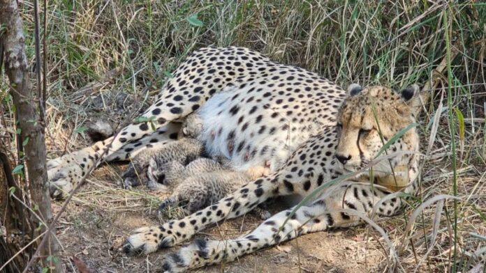 Kuno National Park Cheetah Birth: कुनो नेशनल पार्क में गामिनी ने जन्म दिए तीन स्वस्थ शावक, भारत में चीता संख्या हुई 38